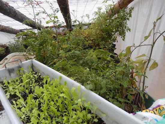 With some salvaged materials and a bit of ingenuity, David was able to create this emergency greenhouse to save his plants from an early chill.